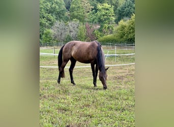 Swiss Warmblood, Mare, 11 years, 16 hh, Brown