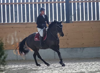 Swiss Warmblood, Mare, 11 years, 16 hh, Brown