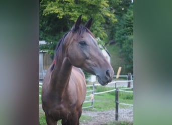 Swiss Warmblood, Mare, 11 years, 16 hh, Brown