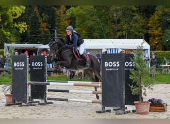 Swiss Warmblood, Mare, 11 years, 16 hh, Brown