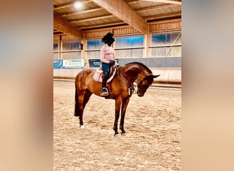 Swiss Warmblood, Mare, 11 years, 16,1 hh, Brown