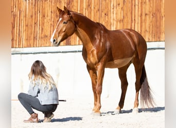 Swiss Warmblood, Mare, 11 years, 17 hh, Chestnut-Red