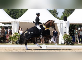 Swiss Warmblood, Mare, 12 years, 17 hh, Chestnut-Red