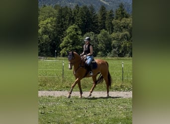 Swiss Warmblood, Mare, 13 years, 16.1 hh, Chestnut-Red