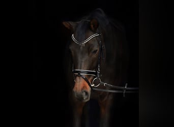 Swiss Warmblood, Mare, 13 years, 16.2 hh, Brown