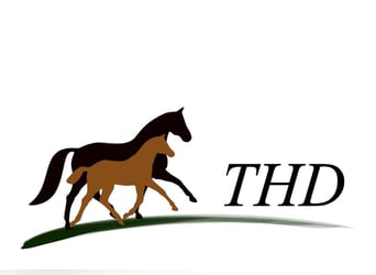 Swiss Warmblood, Mare, 13 years, 17 hh, Smoky-Black