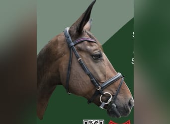 Swiss Warmblood, Mare, 14 years, 16 hh, Brown