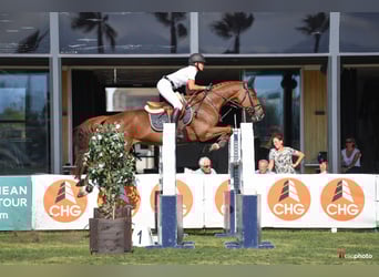 Swiss Warmblood, Mare, 14 years, 16 hh, Chestnut-Red