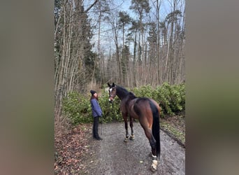 Swiss Warmblood, Mare, 14 years, 17,2 hh, Brown