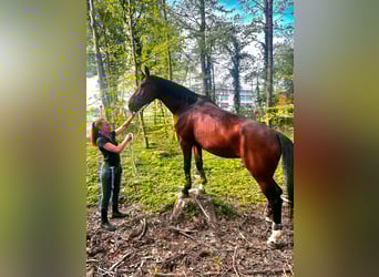 Swiss Warmblood, Mare, 14 years, 17,2 hh, Brown