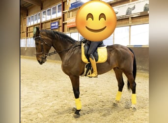 Swiss Warmblood, Mare, 14 years, 17,2 hh, Brown