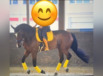 Swiss Warmblood, Mare, 14 years, 17,2 hh, Brown