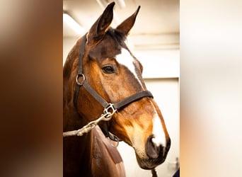 Swiss Warmblood, Mare, 14 years, 17,2 hh, Brown