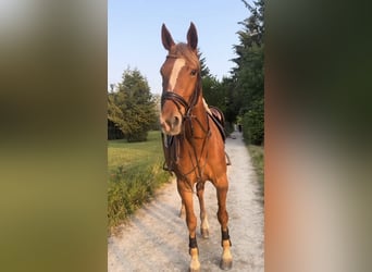Swiss Warmblood, Mare, 16 years, 15.3 hh, Chestnut-Red