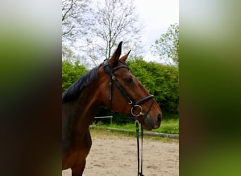 Swiss Warmblood Mix, Mare, 16 years, 16 hh, Brown