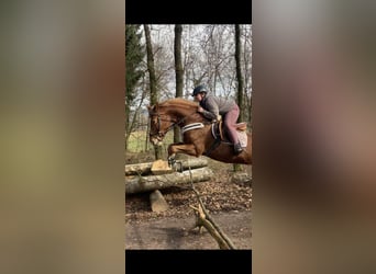 Swiss Warmblood, Mare, 16 years, 16 hh, Chestnut-Red