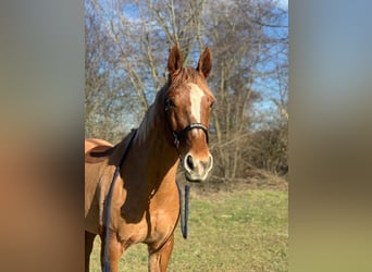 Swiss Warmblood, Mare, 16 years, 16 hh, Chestnut-Red