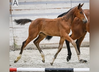 Swiss Warmblood, Mare, 1 year, Brown