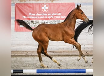 Swiss Warmblood, Mare, 1 year, Brown