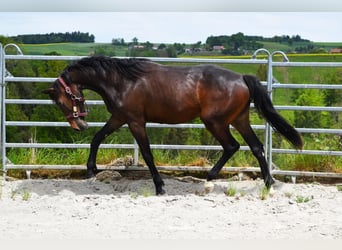 Swiss Warmblood, Mare, 2 years, 16 hh, Bay-Dark