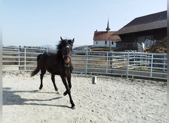 Swiss Warmblood, Mare, 2 years, 16 hh, Brown