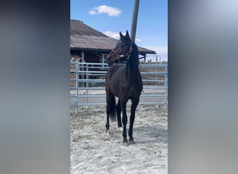 Swiss Warmblood, Mare, 2 years, 16 hh, Brown