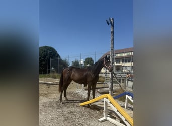 Swiss Warmblood, Mare, 2 years, 16 hh, Brown