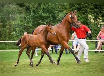 Swiss Warmblood, Mare, 2 years, 16,3 hh, Brown