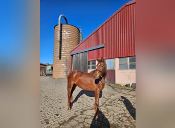 Swiss Warmblood, Mare, 3 years, 15.1 hh, Chestnut-Red
