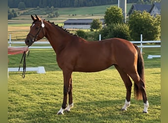 Swiss Warmblood, Mare, 3 years, 15.2 hh, Brown