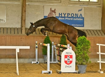 Swiss Warmblood, Mare, 3 years, 16.2 hh, Bay-Dark