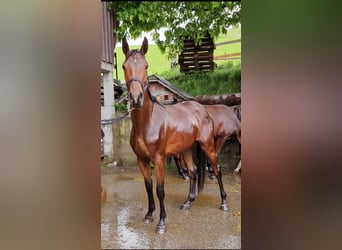 Swiss Warmblood, Mare, 3 years, Brown