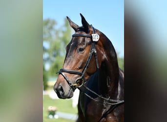 Swiss Warmblood, Mare, 4 years, 16.3 hh, Brown
