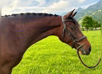 Swiss Warmblood, Mare, 4 years, 16 hh, Brown