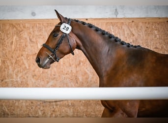 Swiss Warmblood, Mare, 4 years, 16 hh, Brown