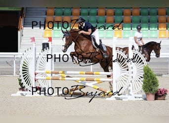 Swiss Warmblood, Mare, 4 years, 16 hh, Chestnut-Red