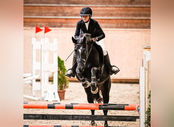 Swiss Warmblood, Mare, 4 years, 16 hh, Smoky-Black