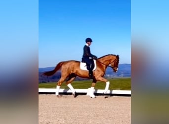 Swiss Warmblood, Mare, 5 years, 16.3 hh, Chestnut-Red