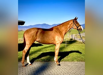 Swiss Warmblood, Mare, 5 years, 16.3 hh, Chestnut-Red