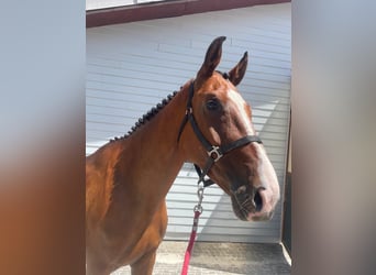 Swiss Warmblood, Mare, 5 years, 16,2 hh, Brown