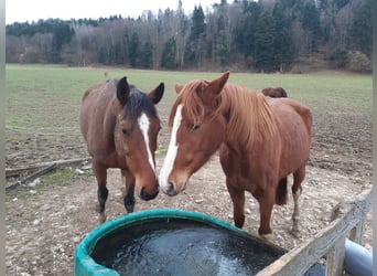 Swiss Warmblood, Mare, 6 years, 16.1 hh, Brown
