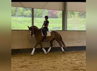 Swiss Warmblood, Mare, 6 years, 16.1 hh, Chestnut-Red