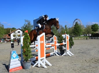 Swiss Warmblood, Mare, 6 years, 16 hh, Brown