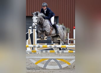 Swiss Warmblood, Mare, 6 years, 16 hh, Gray