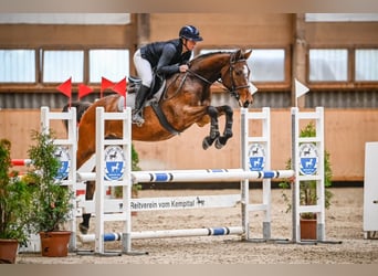 Swiss Warmblood, Mare, 7 years, 16 hh, Brown