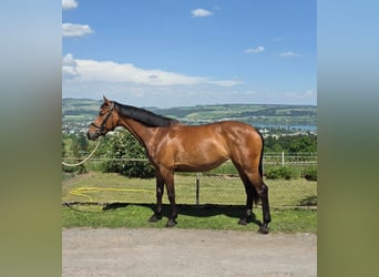 Swiss Warmblood, Mare, 7 years, 16 hh, Brown