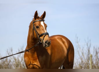 Swiss Warmblood, Mare, 7 years, 17 hh, Chestnut-Red