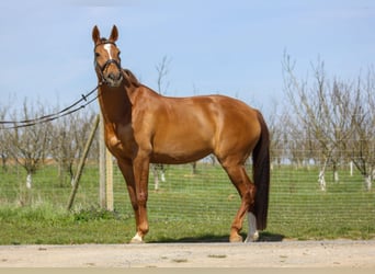 Swiss Warmblood, Mare, 7 years, 17 hh, Chestnut-Red