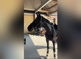 Swiss Warmblood, Mare, 7 years, Bay-Dark