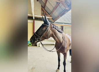 Swiss Warmblood, Mare, 7 years, Bay-Dark